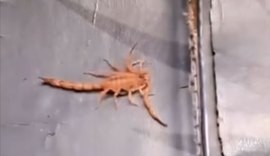 Vídeo: Passageira é picada por escorpião dentro de micro-ônibus em Rio Largo