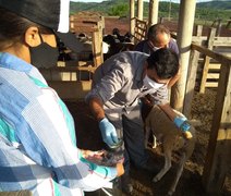 Caravana apresentará resultados de inovação para caprinocultura e ovinocultura no Semiárido brasileiro