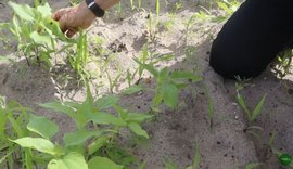 Agricultura regenerativa transforma a produção rural no sul de Alagoas