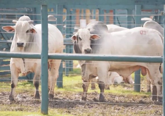 Agro Feira IBC supera as expectativas com participação de público e de negócios