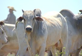 Pecuária vai iniciar 2019 pensando em novos investimentos