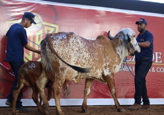 Genética de Berço garante sucesso em edição virtual