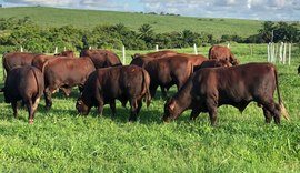 Fazenda Mangabeira garante características econômicas do santa gertrudis