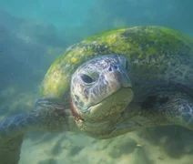 Biólogos explicam porque alguns animais envelhecem lentamente