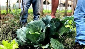 Segurança alimentar depende de união e políticas públicas para manter Brasil