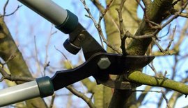 ﻿Prefeitura orienta: poda de árvore sem autorização é crime ambiental