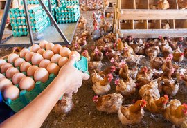 Curso de Produção de sementes e ovos embrionados da Embrapa abre chamada para a 2° turma