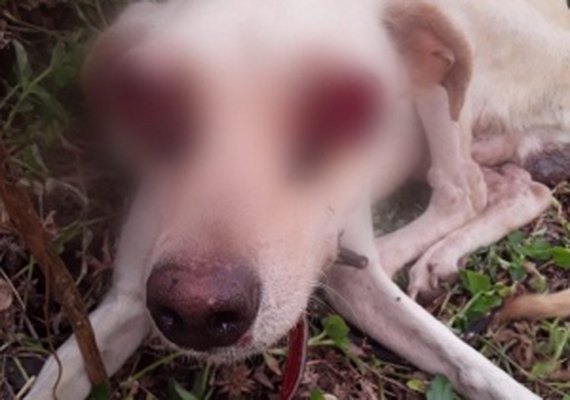 Cachorro teve olhos arrancados em Major Izidoro