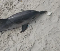 Boto-cinza é encontrado morto na Praia da Avenida, em Maceió