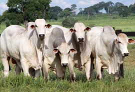 Preço do boi gordo teve queda de 15%, diz Mapa