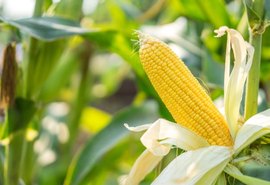 Preços do milho seguem em alta no mercado interno