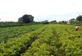 Portaria cria novo documento para agricultor familiar acessar o Pronaf