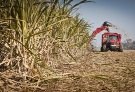 Safra da cana já acumula quase 572 mil toneladas de açúcar
