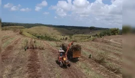 Safra 23/24 termina em AL: moagem supera 19 mi de toneladas de cana