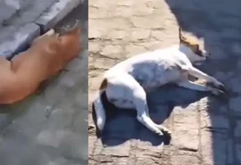 Mais de 30 animais são encontrados mortos em Ouro Branco