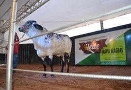 Leilão Mais Leite está confirmado na 68º Expoagro/AL