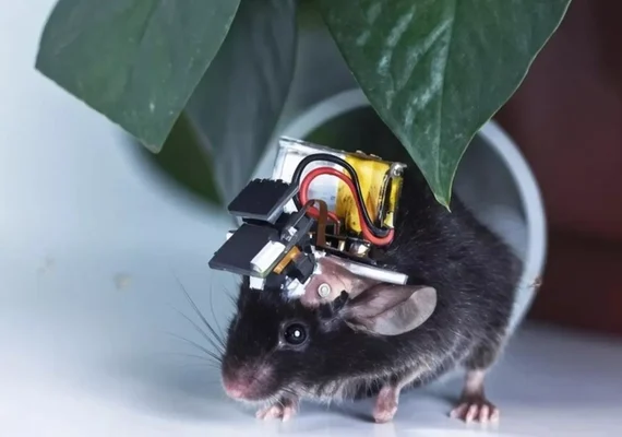 China desenvolve o menor monitor cerebral do mundo
