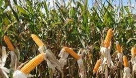 Safra de milho do Brasil aproxima-se de recorde