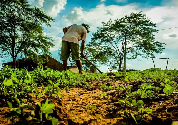 Garantia-Safra libera pagamento para 60 mil agricultores familiares