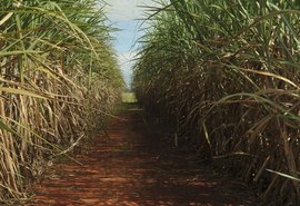 NE terá ampliada a cota americana de exportação de açúcar