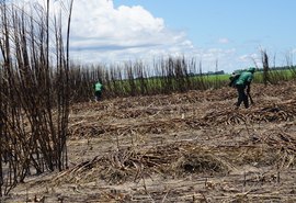 Asplana pede que Alagoas crie pacote de socorro ao setor canavieiro
