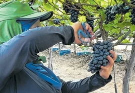 Fazenda no Sertão alagoano aposta em turismo com colheita de uvas