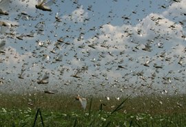 Argentinos monitoram nuvem de gafanhotos