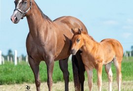 Haras Porto Rico e CPMF abrem mão de matrizes durante leilão