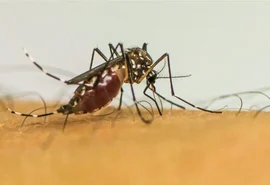 País tem 4 mortes confirmadas por dengue em 2025 e investiga mais 62