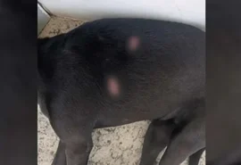 Cadela mascote da Uneal é ferida a golpes de faca em União dos Palmares