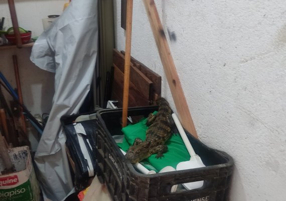 Jacaré é encontrado em casa de ferramentas no interior de Alagoas