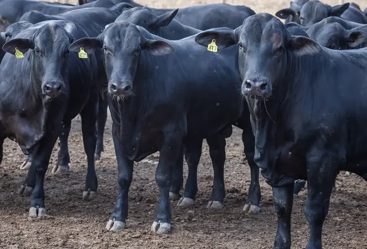 CMN reduz juros de financiamentos a cooperativas rurais pelo Pronaf