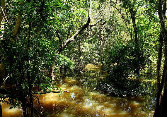 Fungo amazônico pode controlar doenças agrícolas e gerar novos antibióticos
