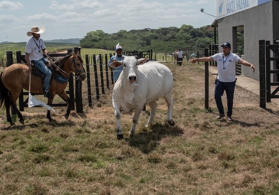 Nelore Santa Nazaré faz estreia na temporada de remates ao lado da Varrela Pecuária