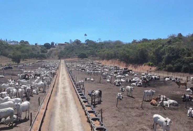 Cooperativa Pindorama expande primeiro Boitel do Nordeste e fortalece pecuária em AL