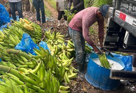 Adeal fiscaliza combate à Sigatoka Negra em bananicultores de Porto Calvo