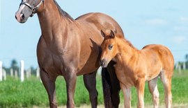 Haras Porto Rico e CPMF abrem mão de matrizes durante leilão