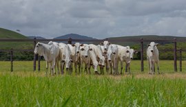 Fazenda Boacica recebe criadores para Dia de Campo da Agro CPMF