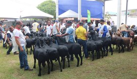 Leilão do Santa Inês oferta melhores da raça na sexta (28) da Expoagro Alagoas