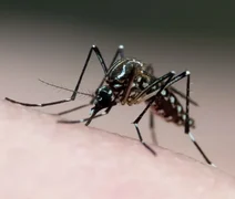 Brasileiros publicam maior estudo já realizado sobre sequelas do zika vírus