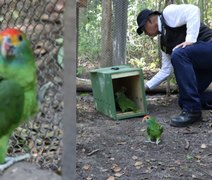 Papagaios Chauás entram na fase final de aclimatação antes da soltura em Alagoas