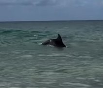 VÍDEO: Golfinho encanta turistas na praia do Francês