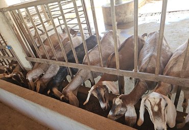 Nordeste concentra rebanhos de caprinos e ovinos no Brasil