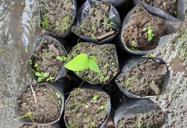 Coopaq apoia projeto 'Plantando Sombras' em assentamento no Litoral Norte de AL