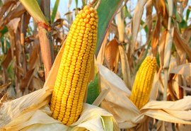 Nova tecnologia herbicida contra ervas daninhas nos milharais