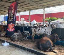 72ª Expoagro realiza única oferta de gado leiteiro da exposição neste sábado (29)