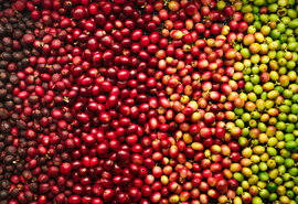 Exportações do agronegócio brasileiro batem recorde histórico em julho com US$ 15,44 bilhões