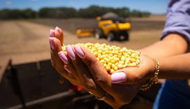 Preço da soja atinge maior valor em seis meses no mercado brasileiro