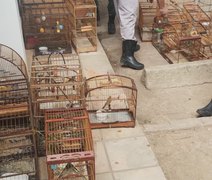 Polícia apreende 27 aves silvestres mantidas em cativeiro em AL