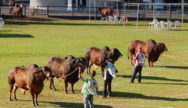 Raça Sindi retorna à Expoagro-AL em 2023 e terá julgamento inédito